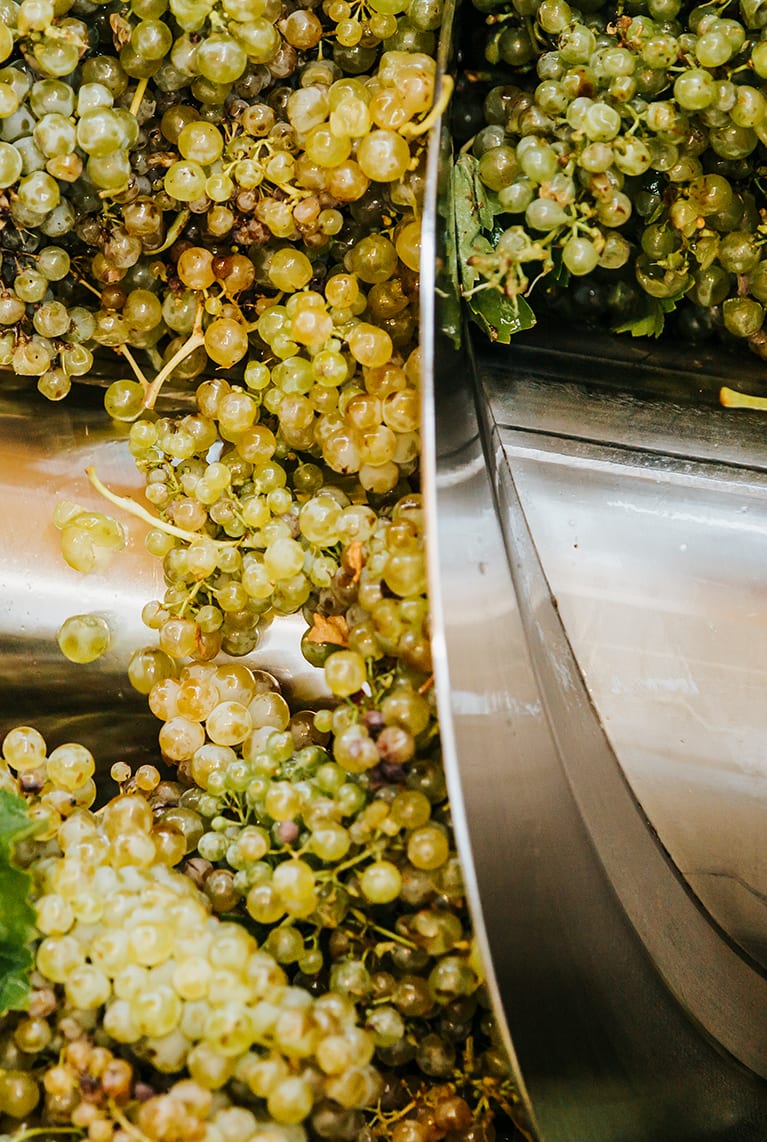 Variedad de uva en proceso de estrujado, para producción de vino