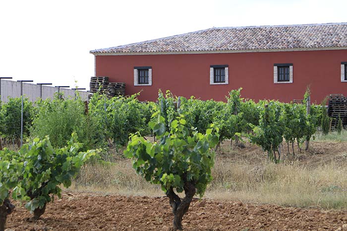 Vino Denominación de Origen Manchuela: Altolandon Vino Denominación de Origen Manchuela: Altolandon