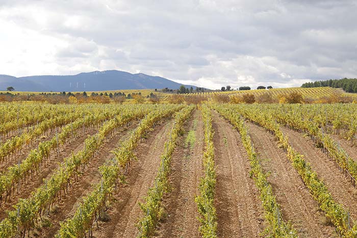 Vino Denominación de Origen Manchuela: Altolandon Vino Denominación de Origen Manchuela: Altolandon