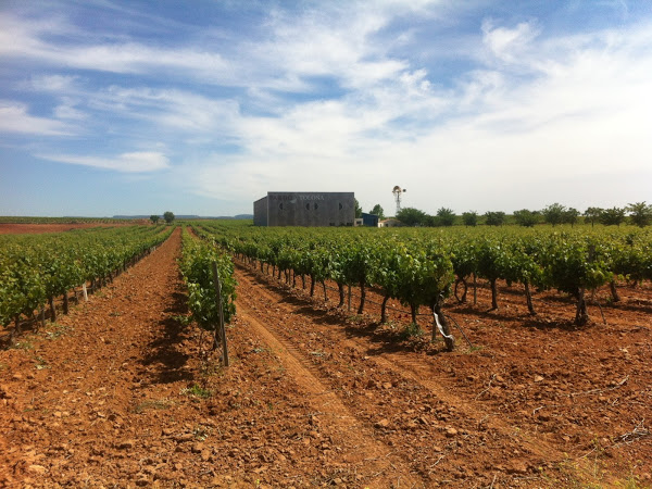 Viñedos propiedad de la bodega Viñedos propiedad de la bodega