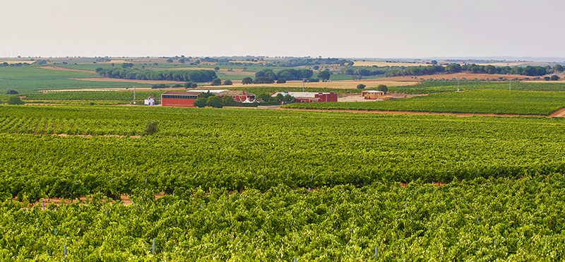 La viña acompaña amablemente a la bodega La viña acompaña amablemente a la bodega