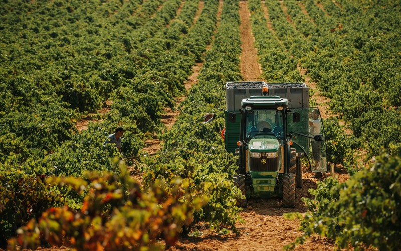 Tierra de Viñedos – Cosechadora de uva en viñas de la manchuela en un día soleado